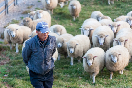 Ranchman leading a flock of sheep to go back homeのeditorial素材