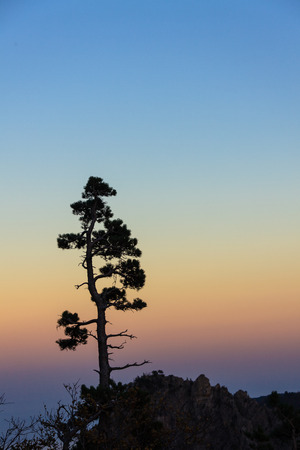 Mt. Seorak in Autumn - Silhouette of a tree standing on the peak at sunsetの写真素材