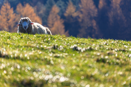 A sheep taking a nap as sitting in a green fieldの写真素材