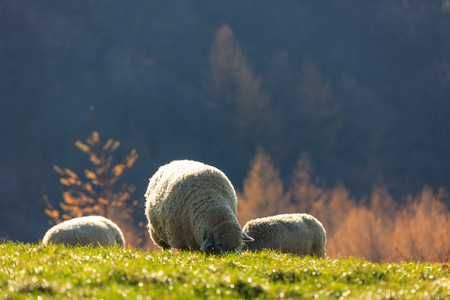 Flock of sheep eating grass in a fieldの写真素材