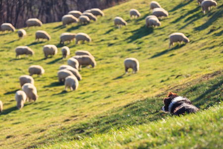 A farm collie sitting in a field as watching flock of sheepの写真素材