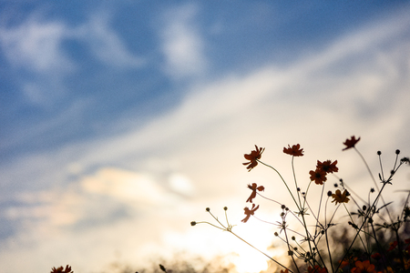 Close up shot of cosmos flowers at sunset with natural backlightの写真素材
