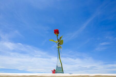 Cebu Island - Red rose in a transparent vase under the blue skyの写真素材