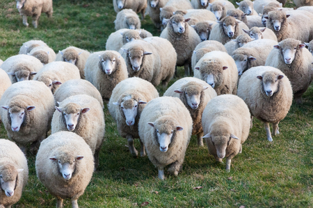 Close up shot of flock of sheep running to the front to go back homeの写真素材