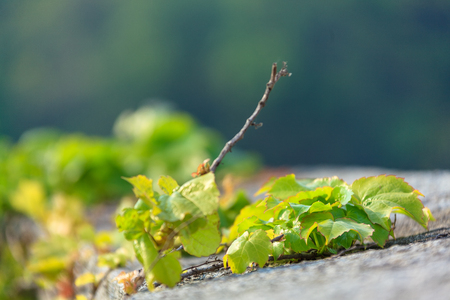 Close up shot of ivy growing on fortressの写真素材