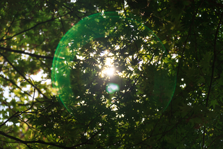 Close up shot of Korean maple treesの写真素材
