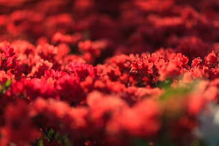 Bush of red flowers in sun raysの写真素材