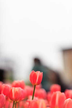Close up shot of tulip gardenの写真素材