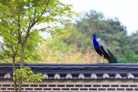 Male peacock sitting on a tile roof brick wall fenceの写真素材