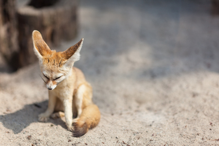 Picnic at zoo - Baby desert fox sitting downの写真素材
