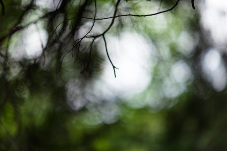 Blurry shot of forestの写真素材