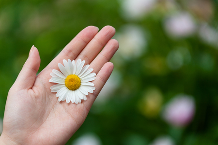 Korean folk village - White flower on a woman's handの写真素材