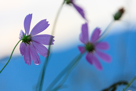 Close up shot of cosmos flowersの写真素材