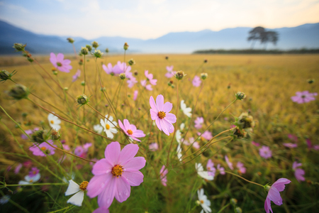 Scenery of rice field with cosmos under the blue skyの写真素材