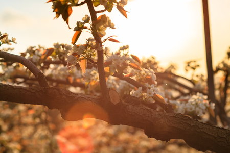 Cloes up shot of tree branches with cherry blossom flowers at sunsetの写真素材