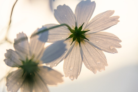 Close up shot of cosmos flowersの写真素材
