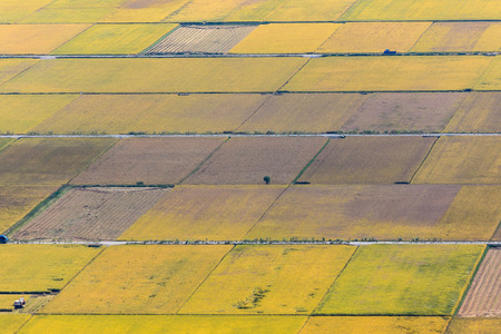 Aerial scenery of yellow rice fieldの写真素材