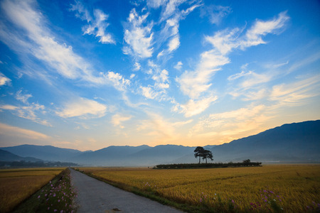 Scenery of rice field with hills at sunsetの写真素材