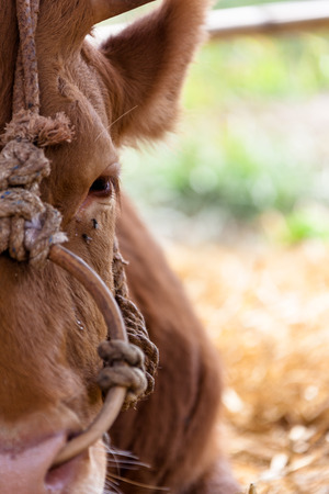 Close up shot of a face of Korean bullの写真素材
