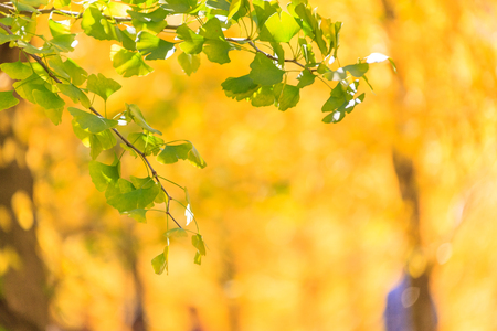 Close up shot of green ginkgo tree leaves turning into yellowの写真素材