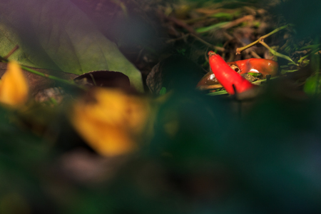 Close up shot of red peppers lying around on the groundの写真素材