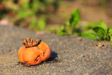 Persimmon and bees on the groundの写真素材