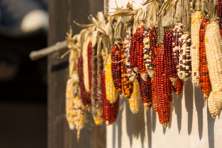 Corn being sun-dried as hanging on a rackの写真素材