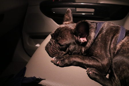 Black French bulldong in the car in darkの写真素材