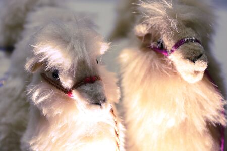 Stuffed cammel - isolated on whiteの写真素材