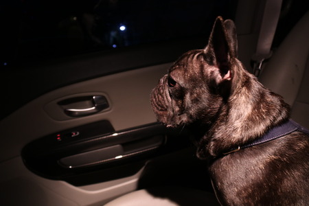 Black French bulldong in the car in darkの写真素材