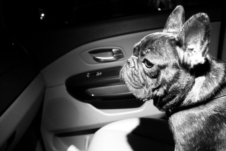 Black French bulldong in the car in darkの写真素材