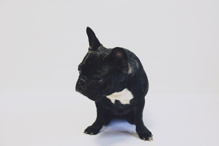 Black French bulldog - isolated on whiteの写真素材