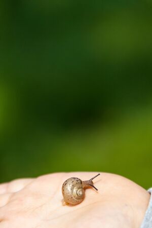 Pet snail-Isolated shot of an open palm with a snailの写真素材