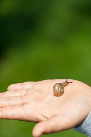 Pet snail-Isolated shot of an open palm with a snailの写真素材