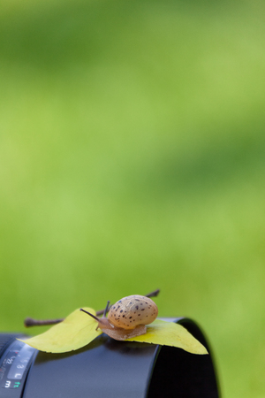Pet snail-Snail sleeping as sitting on a camera and leafの写真素材