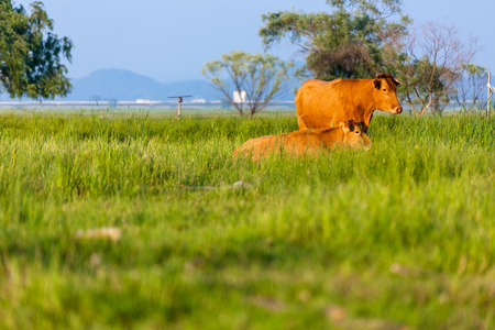 A couple of korean bulls resting on the grass fieldの写真素材