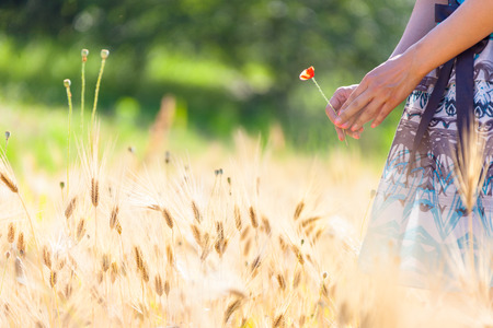 The isolated shot of a woman's hands holding a wild flowerの写真素材