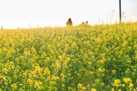 Scenery of flower fieldの写真素材
