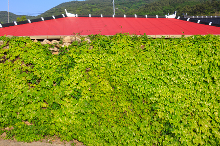Slow city island-Ivy-covered rock wall fence and slating the roofの写真素材