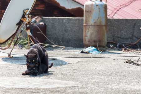 Slow city island-Two cats looking into camera in the streetの写真素材