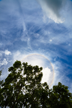 Circle rainbow in the sky behind the treeの写真素材
