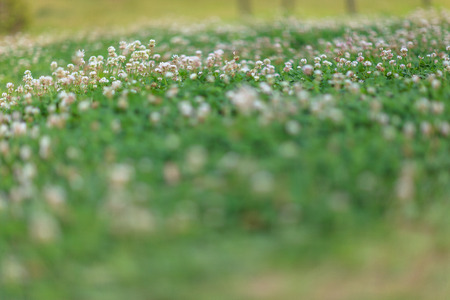 Close up shot of teeny wild flowers in the grass fieldの写真素材