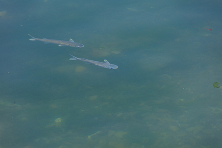 Slow city island-Swimming fish in clear waterの写真素材