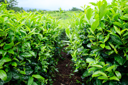Green tea fieldの写真素材