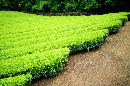 Green tea fieldの写真素材