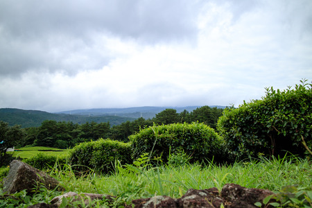 Green tea fieldの写真素材