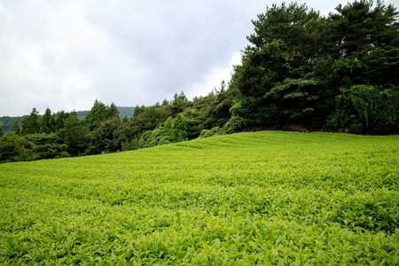 Green tea fieldの写真素材