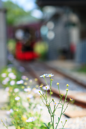 Wild flowers and a rail wayの写真素材