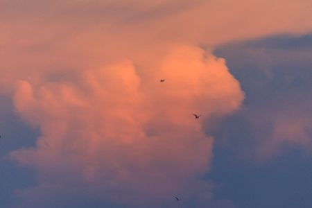 Close up shot of cumulonimbus clouds in the blushed sky and flying birdsの写真素材
