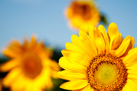 Yellow sunflowersの写真素材